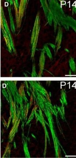 Invitrogen Donkey anti-Rat IgG (H+L) Highly Cross-Adsorbed Secondary Antibody,