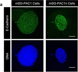 Invitrogen Donkey anti-Mouse IgG (H+L) Highly Cross-Adsorbed Secondary