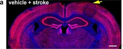 Invitrogen Goat anti-Mouse IgG (H+L) Highly Cross-Adsorbed Secondary Antibody,