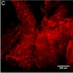 Invitrogen Goat anti-Rabbit IgG (H+L) Cross-Adsorbed Secondary Antibody,