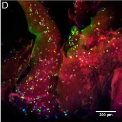 Invitrogen Goat anti-Rabbit IgG (H+L) Cross-Adsorbed Secondary Antibody,