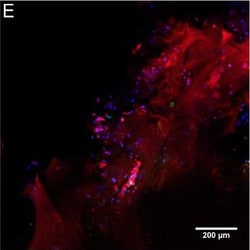 Invitrogen Goat anti-Rabbit IgG (H+L) Cross-Adsorbed Secondary Antibody,