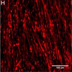 Invitrogen Goat anti-Rabbit IgG (H+L) Cross-Adsorbed Secondary Antibody,