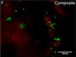Invitrogen Goat anti-Rabbit IgG (H+L) Cross-Adsorbed Secondary Antibody,