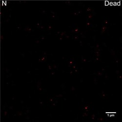 Invitrogen Goat anti-Rabbit IgG (H+L) Cross-Adsorbed Secondary Antibody,