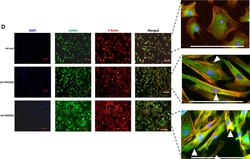 Invitrogen Rabbit anti-Mouse IgG (H+L) Superclonal Secondary Antibody,