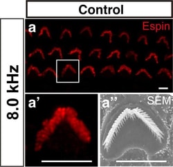 Invitrogen Chicken anti-Rabbit IgG (H+L) Cross-Adsorbed Secondary Antibody,