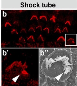 Invitrogen Chicken anti-Rabbit IgG (H+L) Cross-Adsorbed Secondary Antibody,