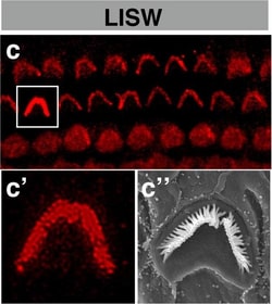 Invitrogen Chicken anti-Rabbit IgG (H+L) Cross-Adsorbed Secondary Antibody,