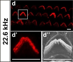 Invitrogen Chicken anti-Rabbit IgG (H+L) Cross-Adsorbed Secondary Antibody,