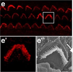 Invitrogen Chicken anti-Rabbit IgG (H+L) Cross-Adsorbed Secondary Antibody,