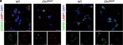 Invitrogen™ Goat anti-Rat IgG (H+L) Cross-Adsorbed Secondary Antibody, Alexa Fluor™ 647