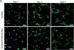 Invitrogen Donkey anti-Rabbit IgG (H+L) Highly Cross-Adsorbed Secondary