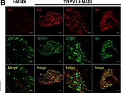 Invitrogen Goat anti-Mouse IgG (H+L) Cross-Adsorbed Secondary Antibody,