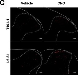 Invitrogen Chicken anti-Rabbit IgG (H+L) Cross-Adsorbed Secondary Antibody,