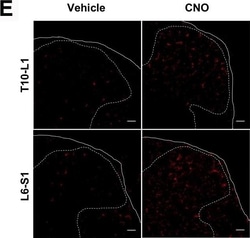 Invitrogen Chicken anti-Rabbit IgG (H+L) Cross-Adsorbed Secondary Antibody,