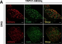 Invitrogen Chicken anti-Rabbit IgG (H+L) Cross-Adsorbed Secondary Antibody,