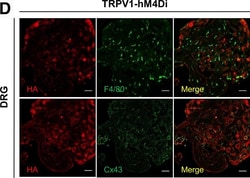Invitrogen Goat anti-Mouse IgG (H+L) Cross-Adsorbed Secondary Antibody,