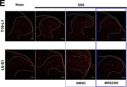 Invitrogen™ Chicken anti-Rabbit IgG (H+L) Cross-Adsorbed Secondary Antibody, Alexa Fluor™ 647