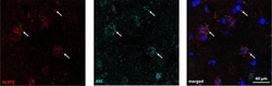Invitrogen Donkey anti-Goat IgG (H+L) Highly Cross-Adsorbed Secondary Antibody,