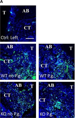 Invitrogen Goat anti-Rat IgG (H+L) Cross-Adsorbed Secondary Antibody, Alexa