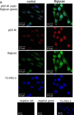 Invitrogen™ Goat anti-Mouse IgG (H+L) Cross-Adsorbed Secondary Antibody, Alexa Fluor™ 555