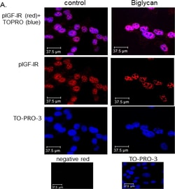 Invitrogen Goat anti-Mouse IgG (H+L) Cross-Adsorbed Secondary Antibody,