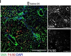 Invitrogen Goat anti-Mouse IgG (H+L) Highly Cross-Adsorbed Secondary Antibody,