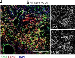 Invitrogen Goat anti-Mouse IgG (H+L) Highly Cross-Adsorbed Secondary Antibody,