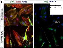 Invitrogen Goat anti-Mouse IgG (H+L) Highly Cross-Adsorbed Secondary Antibody,