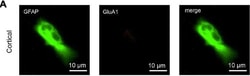 Invitrogen Goat anti-Chicken IgY (H+L) Secondary Antibody, Alexa Fluor