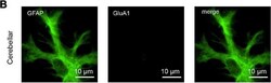 Invitrogen Goat anti-Chicken IgY (H+L) Secondary Antibody, Alexa Fluor