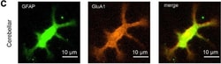 Invitrogen Goat anti-Chicken IgY (H+L) Secondary Antibody, Alexa Fluor