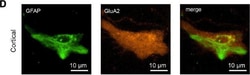 Invitrogen Goat anti-Chicken IgY (H+L) Secondary Antibody, Alexa Fluor