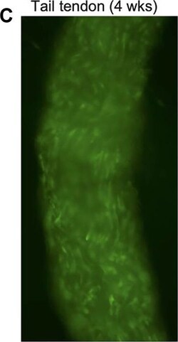 Invitrogen Goat anti-Rat IgG (H+L) Cross-Adsorbed Secondary Antibody, Alexa