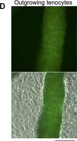 Invitrogen Goat anti-Rat IgG (H+L) Cross-Adsorbed Secondary Antibody, Alexa