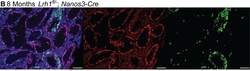 Invitrogen Donkey anti-Rat IgG (H+L) Highly Cross-Adsorbed Secondary Antibody,