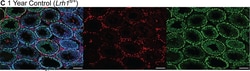 Invitrogen Donkey anti-Rat IgG (H+L) Highly Cross-Adsorbed Secondary Antibody,