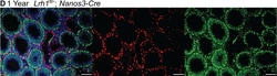 Invitrogen™ Donkey anti-Rat IgG (H+L) Highly Cross-Adsorbed Secondary Antibody, Alexa Fluor™ 488