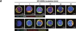 Invitrogen Donkey anti-Mouse IgG (H+L) Highly Cross-Adsorbed Secondary
