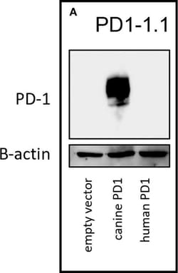 Invitrogen Mouse anti-Human IgG1 Fc Secondary Antibody, HRP 200 &mu;g;