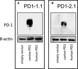 Invitrogen Mouse anti-Human IgG1 Fc Secondary Antibody, HRP 200 &mu;g;