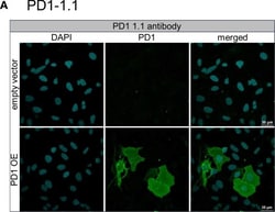 Invitrogen Goat anti-Mouse IgG (H+L) Highly Cross-Adsorbed Secondary Antibody,