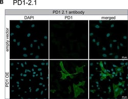 Invitrogen Goat anti-Mouse IgG (H+L) Highly Cross-Adsorbed Secondary Antibody,