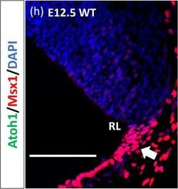 Invitrogen Chicken anti-Goat IgG (H+L) Cross-Adsorbed Secondary Antibody,