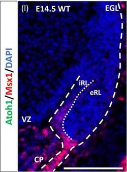Invitrogen Chicken anti-Goat IgG (H+L) Cross-Adsorbed Secondary Antibody,