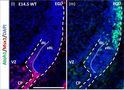 Invitrogen Chicken anti-Rabbit IgG (H+L) Cross-Adsorbed Secondary Antibody,