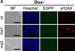 Invitrogen&trade;&nbsp;F(ab')2-Goat anti-Mouse IgG (H+L) Cross-Adsorbed Secondary Antibody, Alexa Fluor&trade; 555