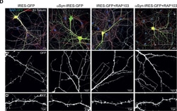Invitrogen Donkey anti-Mouse IgG (H+L) Highly Cross-Adsorbed Secondary