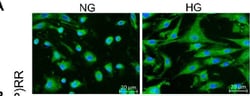 Invitrogen Goat anti-Rabbit IgG (H+L) Highly Cross-Adsorbed Secondary Antibody,